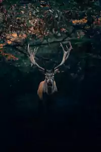 Deer Wallpaper 5