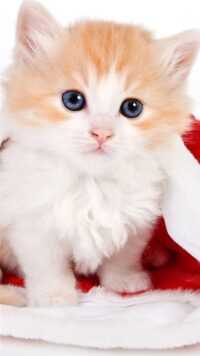 Christmas Cat Wallpaper 2