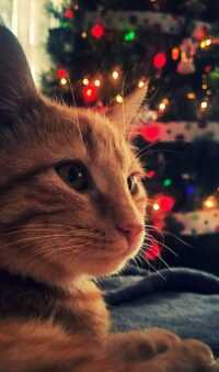Christmas Cat Wallpaper 3