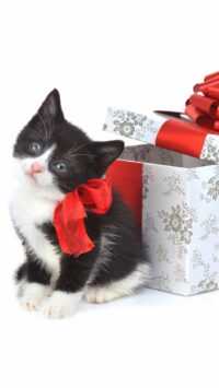 Christmas Cat Background 7