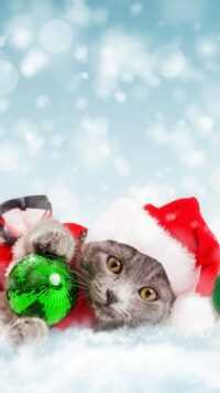 4K Christmas Cat Wallpaper 9