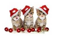 Desktop Christmas Cat Wallpaper 3