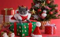 Desktop Christmas Cat Wallpaper 10