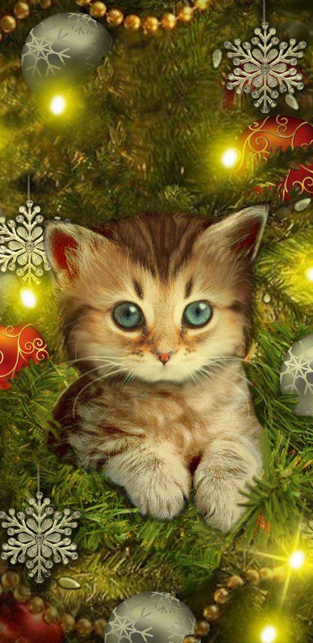HD Christmas Cat Wallpaper 1