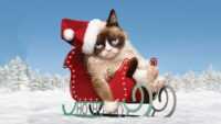 Desktop Christmas Cat Wallpaper 5
