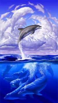 Dolphin Wallpaper 7