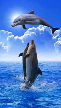 Dolphin Background 9
