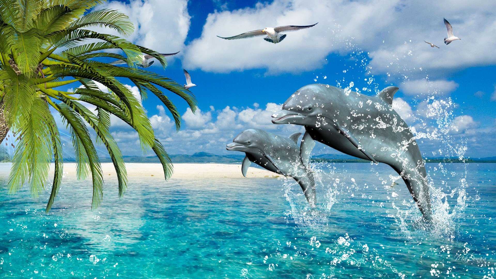Desktop Dolphin Wallpaper 1