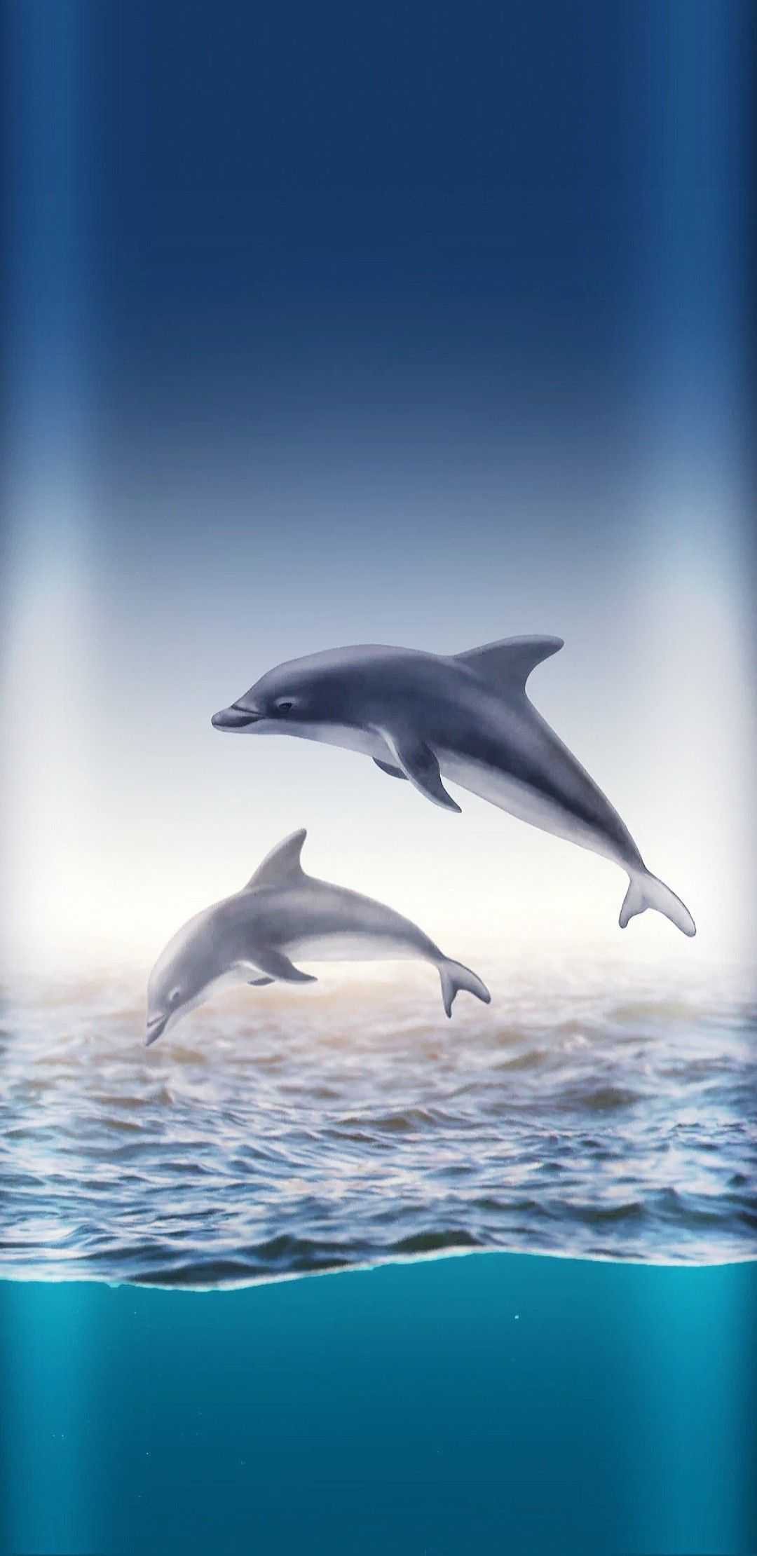 Dolphin Wallpaper 1