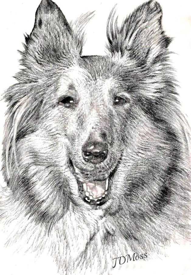 Lassie Wallpaper 1