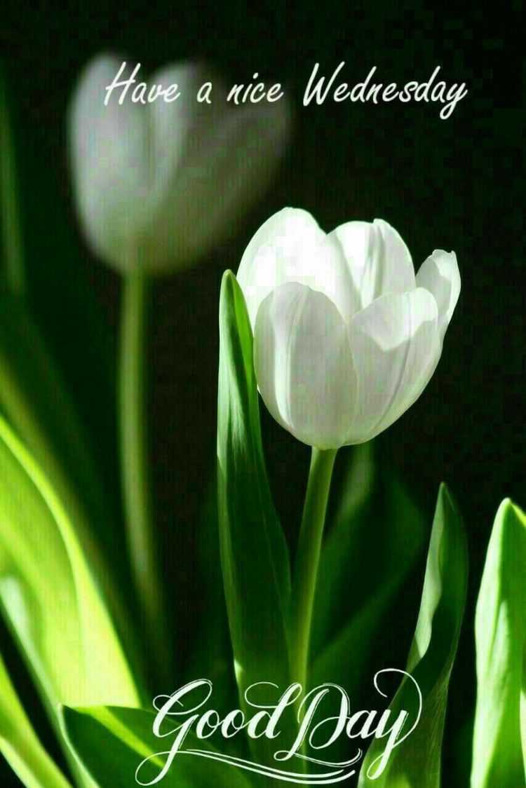 Happy Wednesday Wallpaper 1 Happy Wednesday Wallpaper 1