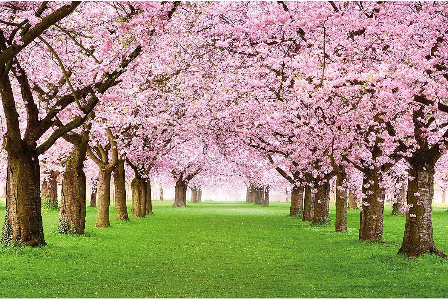 Desktop Cherry Blossom Wallpaper 1