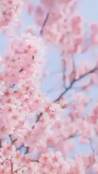 Cherry Blossom Wallpaper 5
