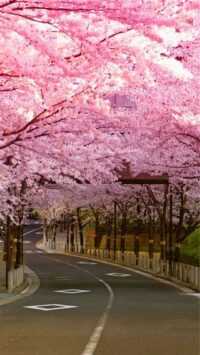 Cherry Blossom Wallpaper 2
