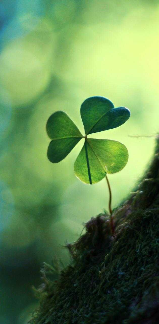 Good Luck Wallpaper 1 Good Luck Wallpaper 1