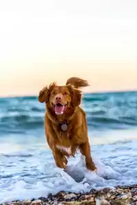 Dog Background 10