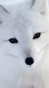 Arctic Fox Wallpaper 4