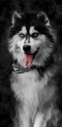 Siberian Husky Wallpaper 2