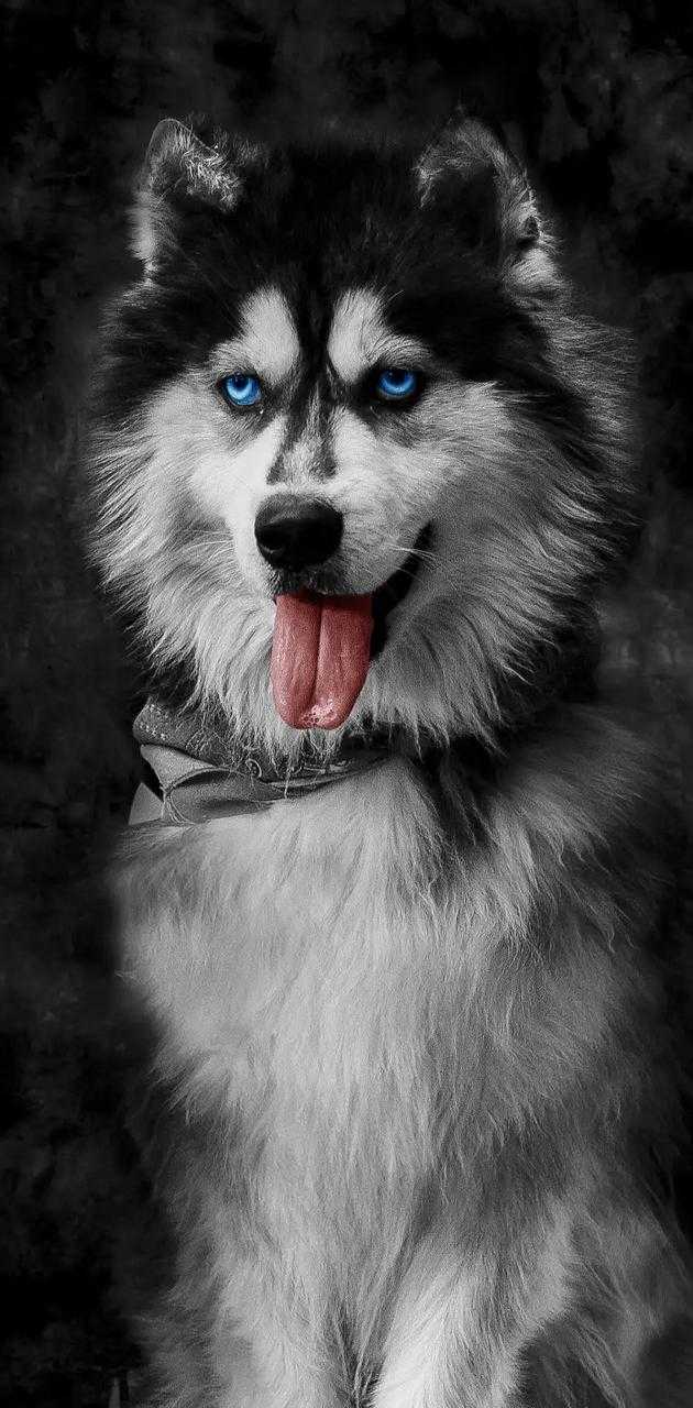Siberian Husky Wallpaper 1 Siberian Husky Wallpaper 1