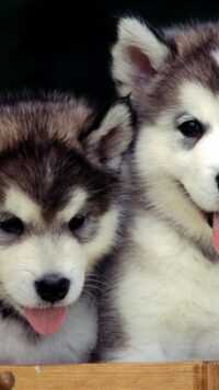 Siberian Husky Wallpaper 3