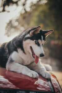 Siberian Husky Wallpaper 5