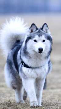 Siberian Husky Wallpaper 6