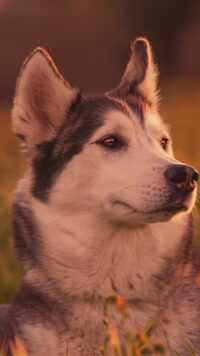 Siberian Husky Wallpaper 7