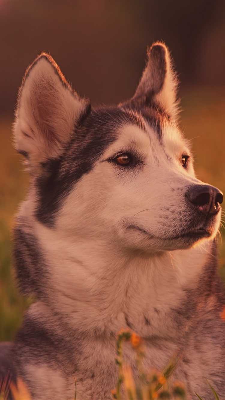 Siberian Husky Wallpaper 1 Siberian Husky Wallpaper 1