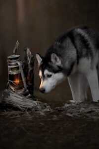 Siberian Husky Background 9