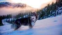 Desktop Siberian Husky Wallpaper 8