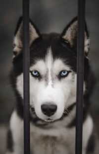 Siberian Husky Background 10