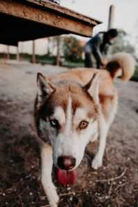 Siberian Husky Background 1