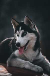 4K Siberian Husky Wallpaper 2