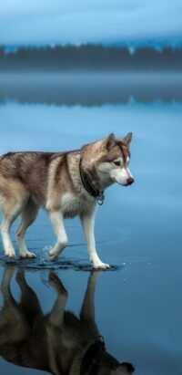 Siberian Husky Wallpaper 6