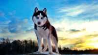 Desktop Siberian Husky Wallpaper 5