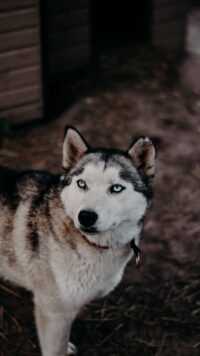 HD Siberian Husky Wallpaper 8