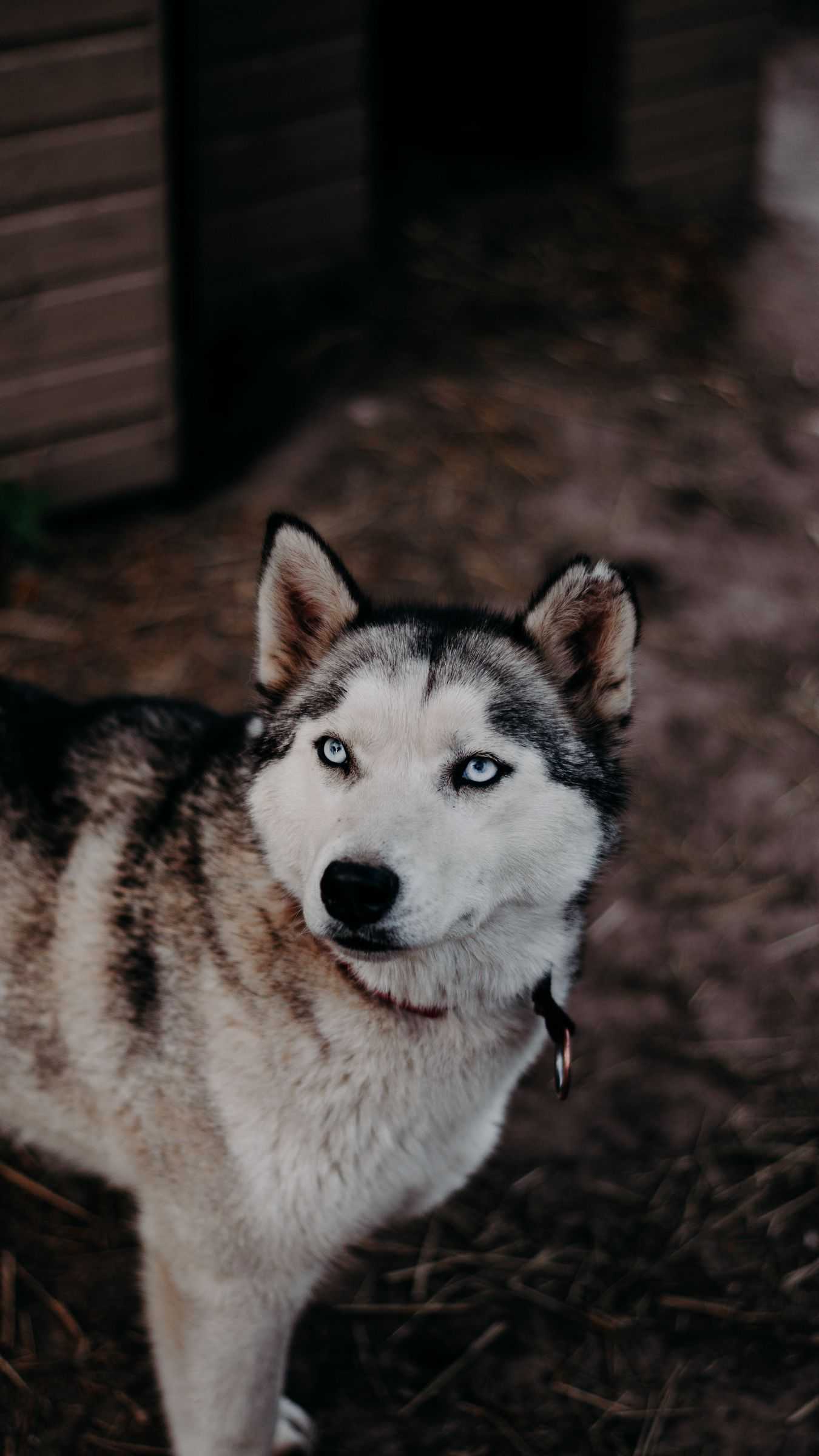 HD Siberian Husky Wallpaper 1 HD Siberian Husky Wallpaper 1