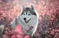 Desktop Siberian Husky Wallpaper 7