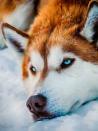 Siberian Husky Wallpaper 1