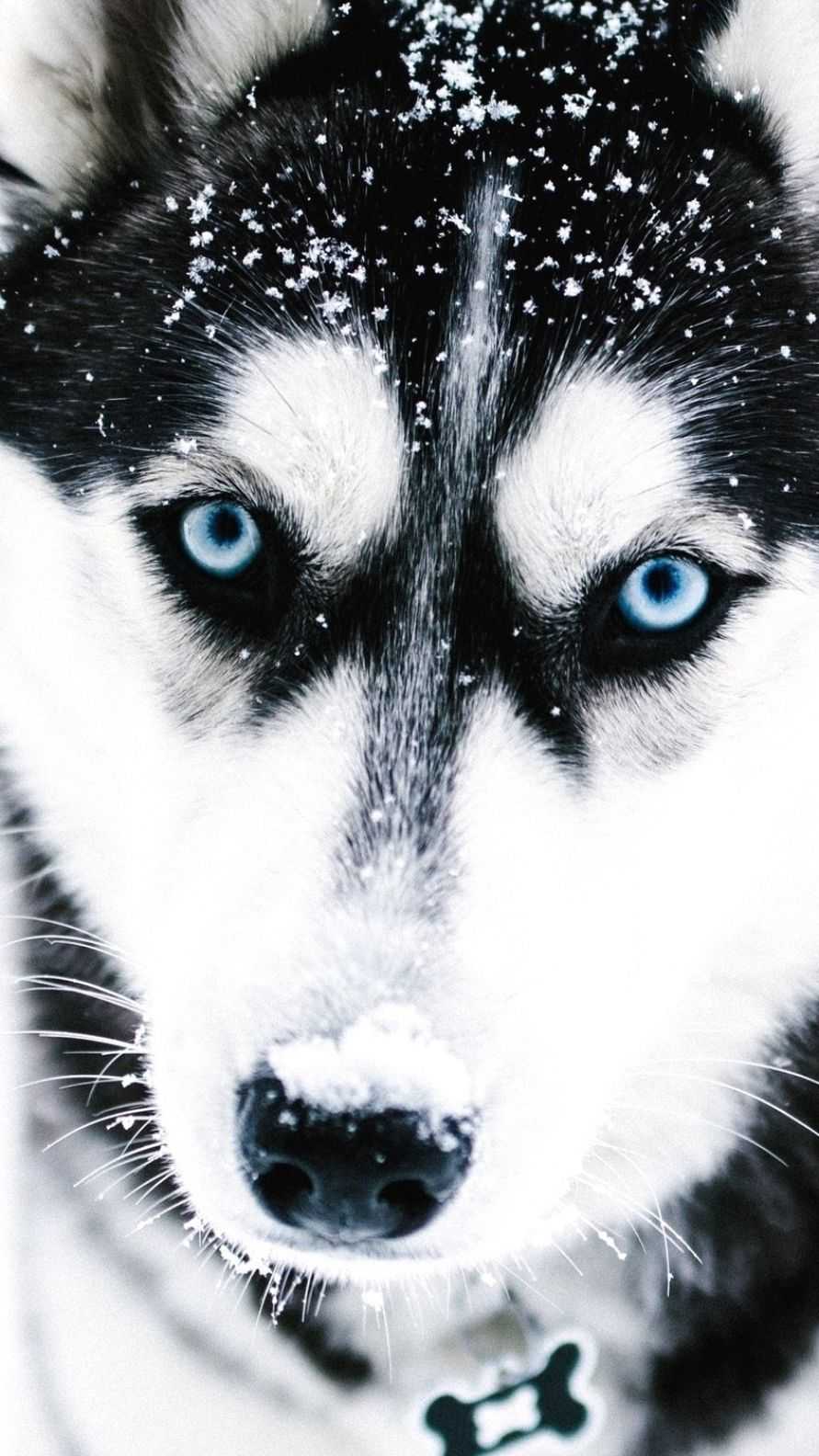 Siberian Husky Wallpaper 1 Siberian Husky Wallpaper 1