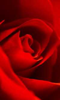 Valentine's Day Wallpaper 4