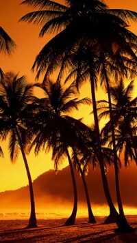 Palm Tree Wallpaper 3