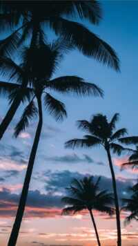Palm Tree Wallpaper 4