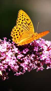 Butterfly Wallpaper 4