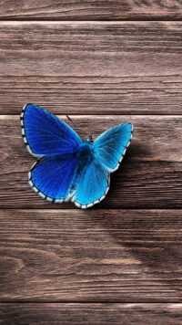 Butterfly Wallpaper 3