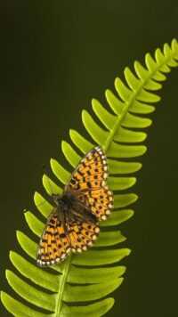 Butterfly Wallpaper 10