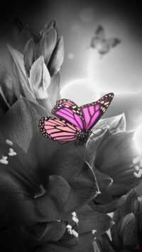 Butterfly Wallpaper 9