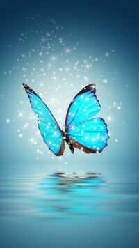Butterfly Wallpaper 3