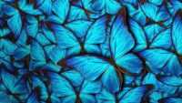 Butterfly Desktop Wallpaper 3