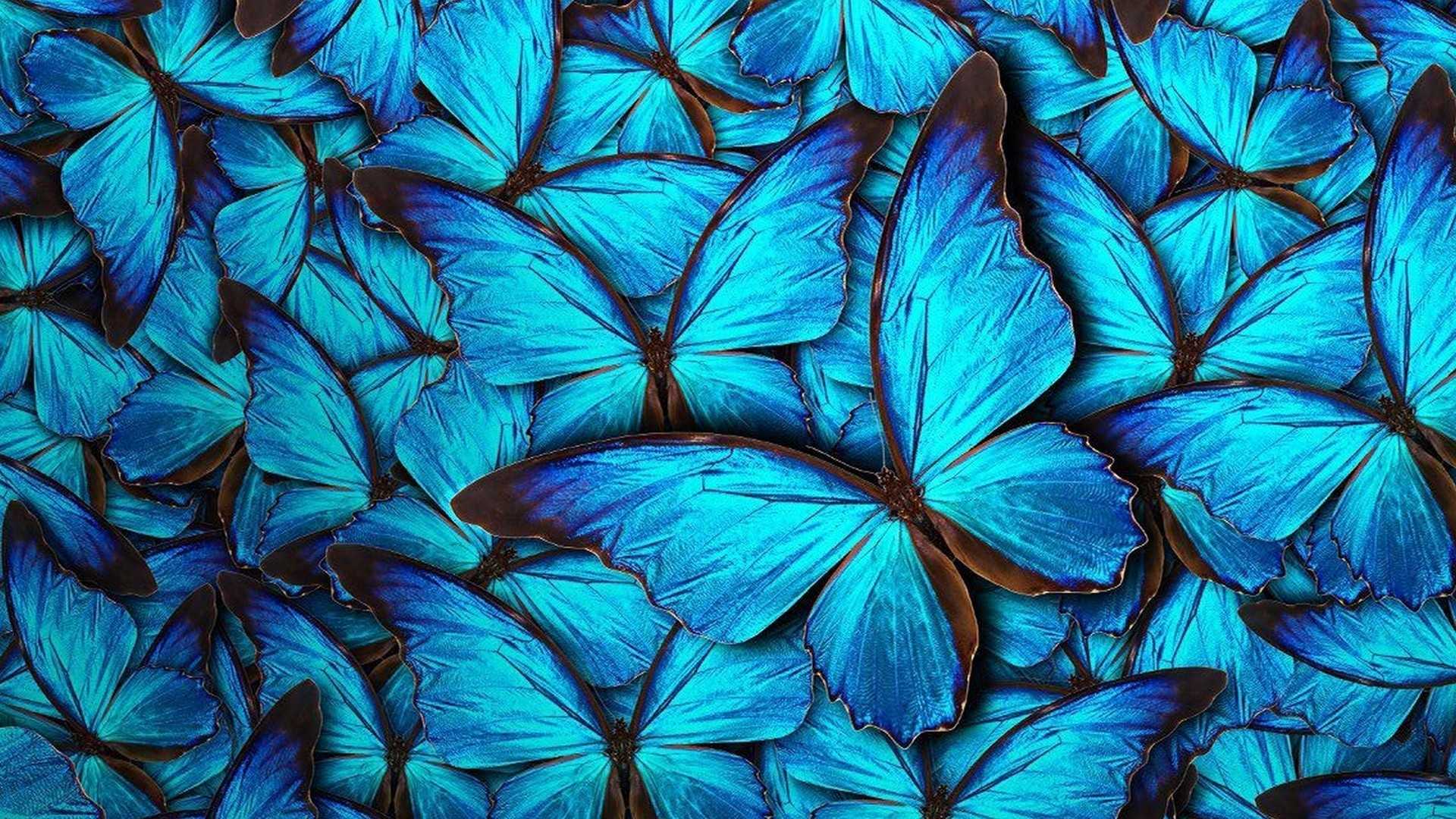 Butterfly Desktop Wallpaper 1
